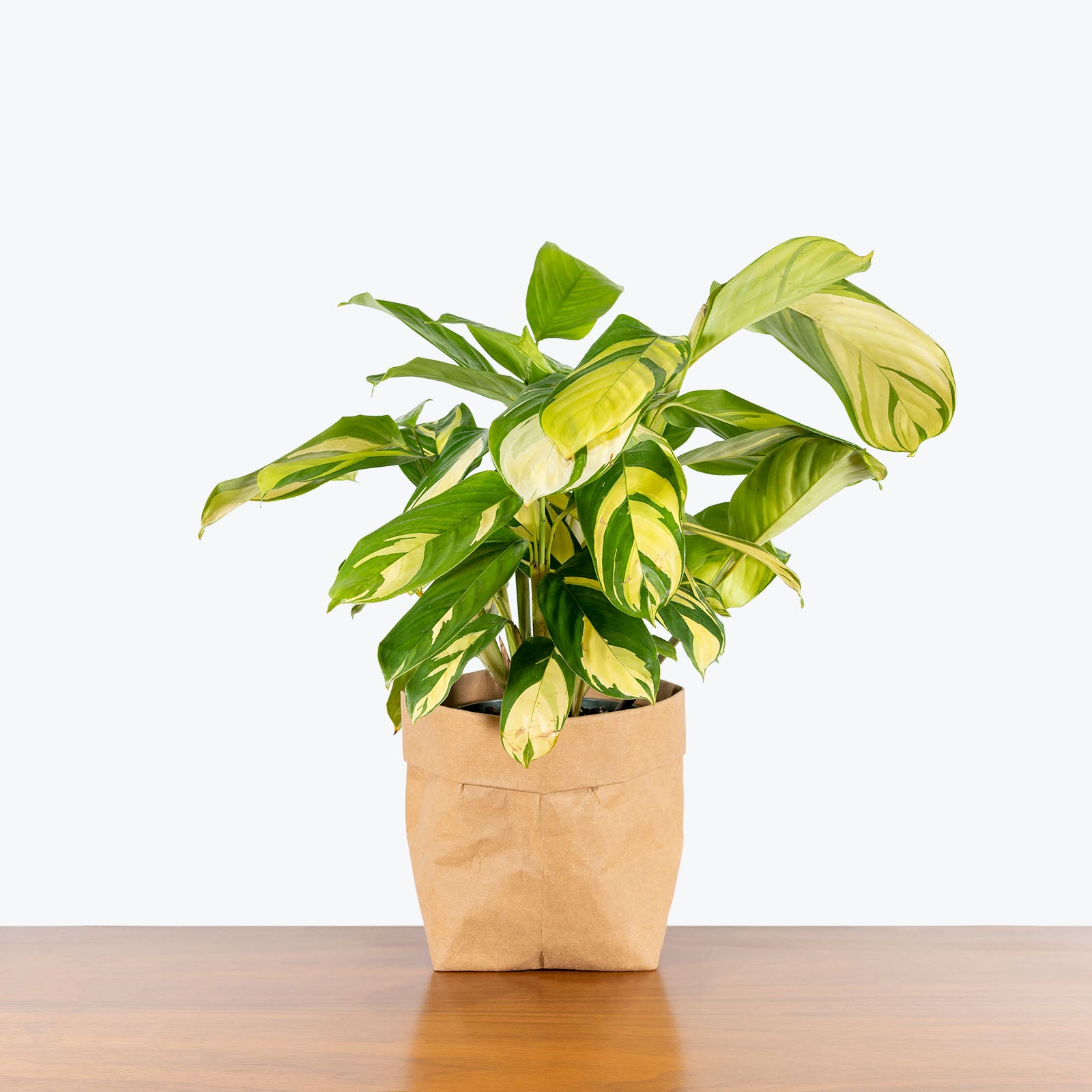 Ctenanthe Lubbersiana - Toronto House Plant Delivery - JOMO Studio