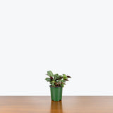 Ctenanthe Setosa Grey Star — 4" Pot (smaller than picture)