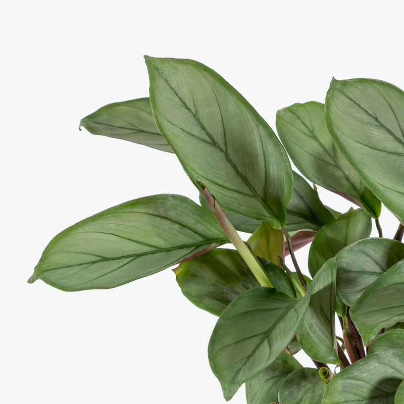 Ctenanthe Setosa Grey Star - Toronto House Plant Delivery - JOMO Studio