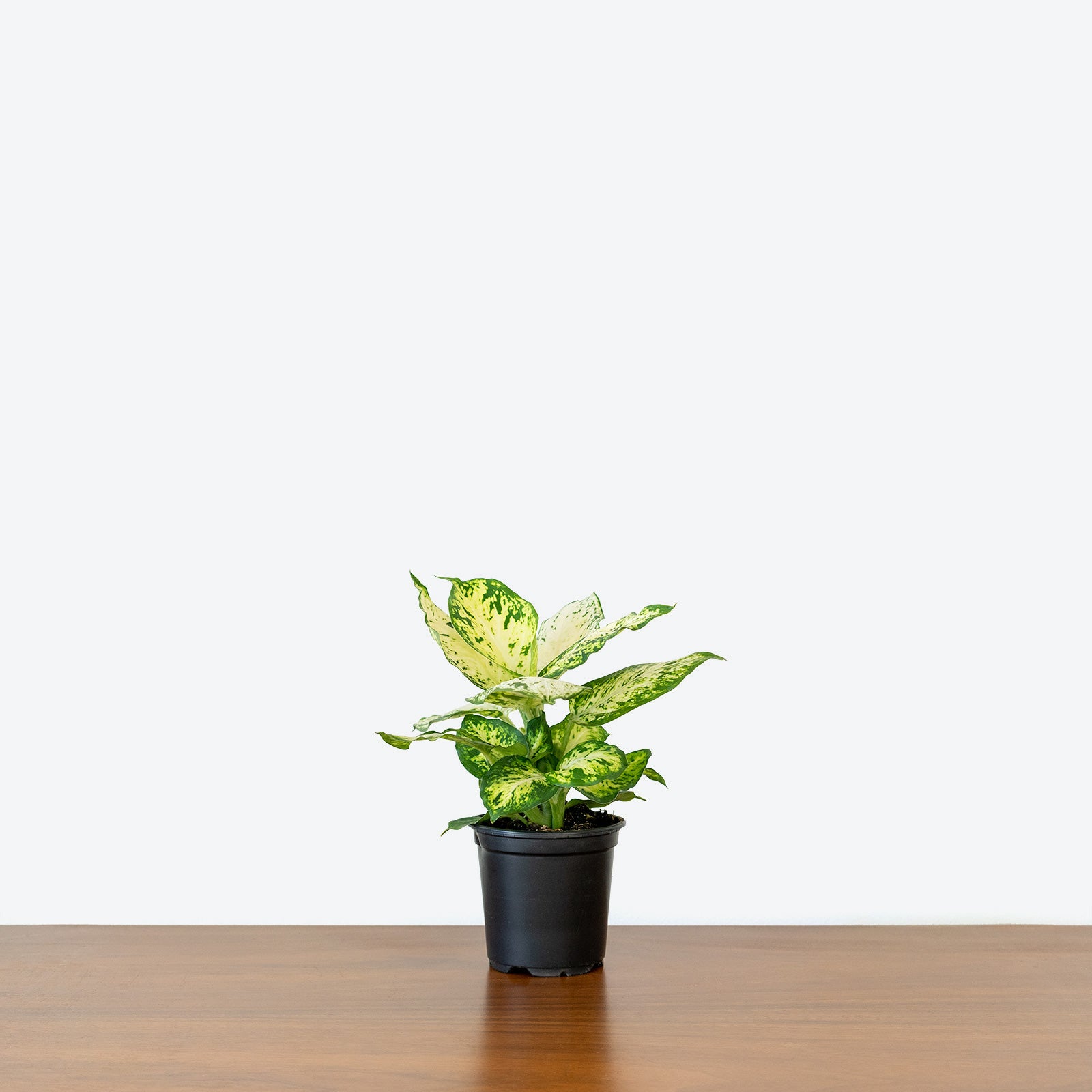 Dieffenbachia Amy - House Plants Delivery Toronto - JOMO Studio