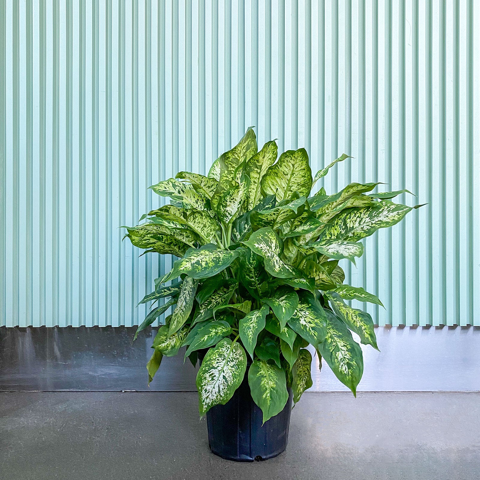 Dieffenbachia Amy - House Plants Delivery Toronto - JOMO Studio