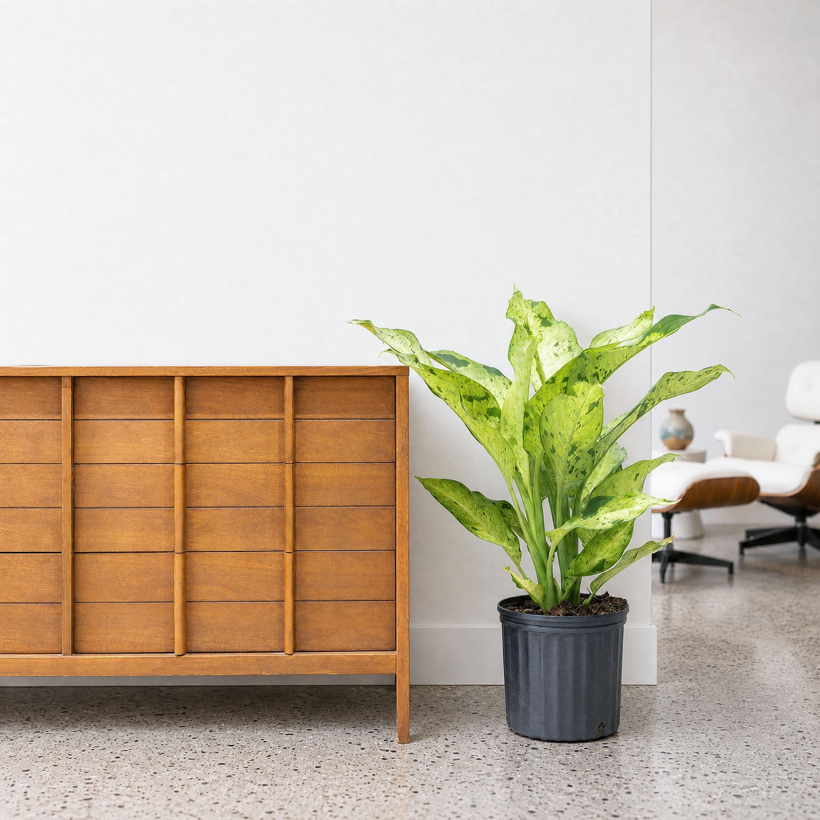 Dieffenbachia Camouflage | Care Guide and Pro Tips - Delivery from Toronto across Canada - JOMO Studio