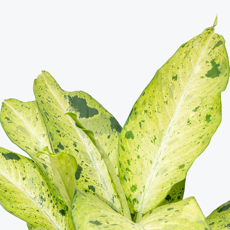 Dieffenbachia Camouflage - House Plants Delivery Toronto - JOMO Studio