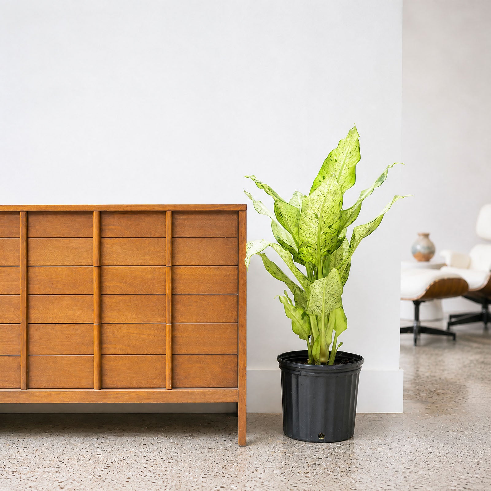 Dieffenbachia Camouflage | Care Guide and Pro Tips - Delivery from Toronto across Canada - JOMO Studio