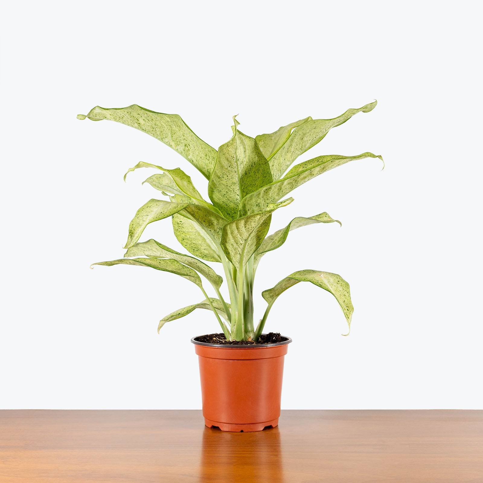 Dieffenbachia Camouflage - House Plants Delivery Toronto - JOMO Studio