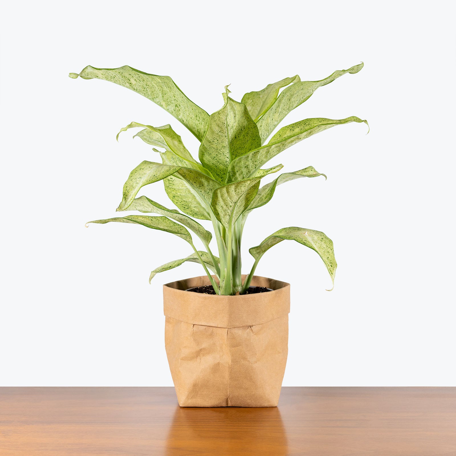 Dieffenbachia Camouflage - House Plants Delivery Toronto - JOMO Studio