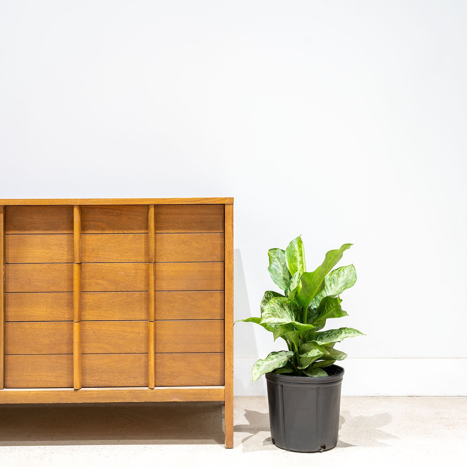 Dieffenbachia Memoria Corsii - House Plants Delivery Toronto - JOMO Studio