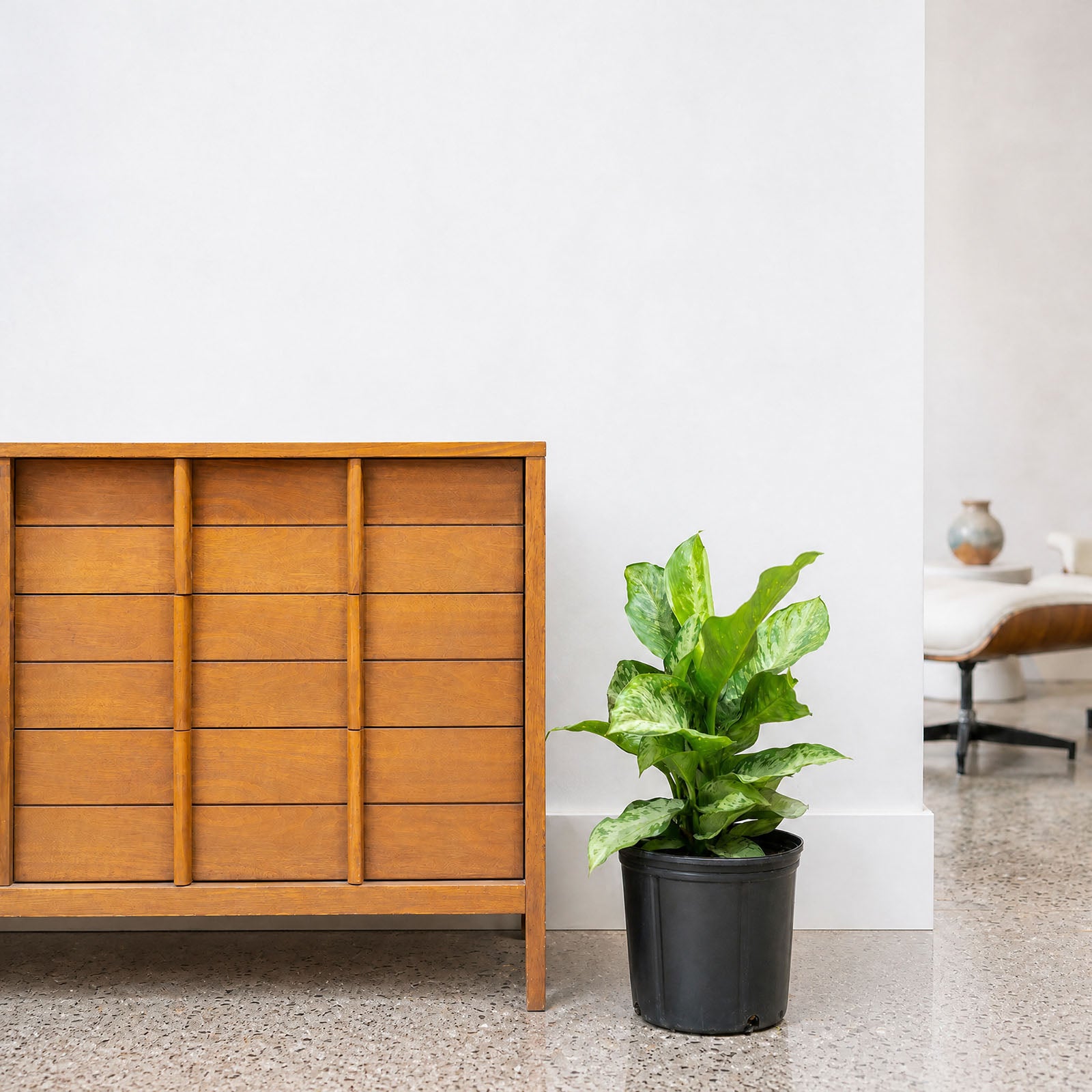 Dieffenbachia Memoria Corsii | Care Guide and Pro Tips - Delivery from Toronto across Canada - JOMO Studio
