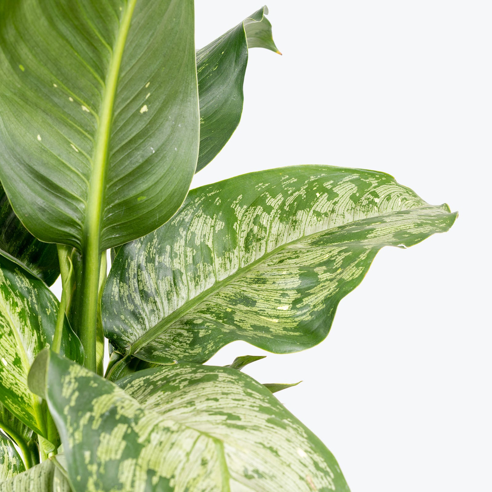 Dieffenbachia Memoria Corsii | Care Guide and Pro Tips - Delivery from Toronto across Canada - JOMO Studio