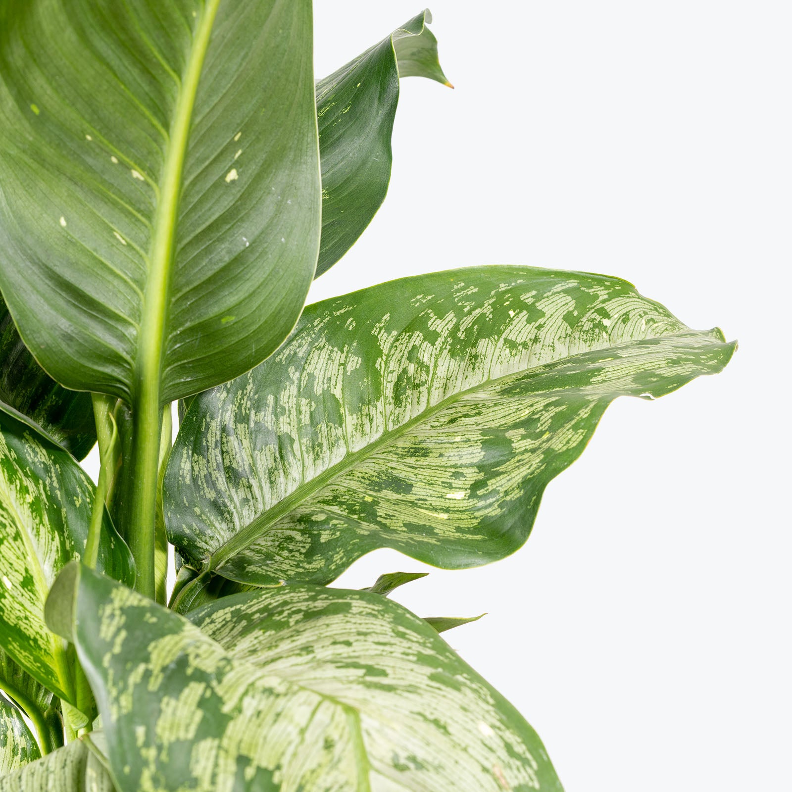 Dieffenbachia Memoria Corsii - House Plants Delivery Toronto - JOMO Studio