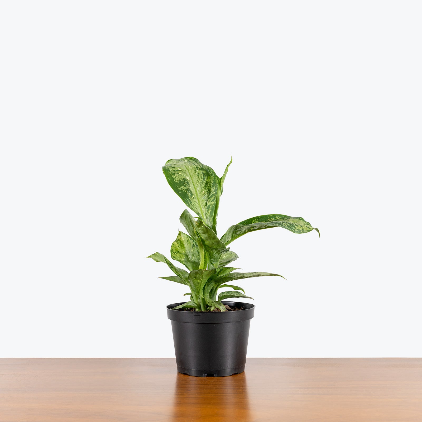 Dieffenbachia Memoria Corsii - House Plants Delivery Toronto - JOMO Studio