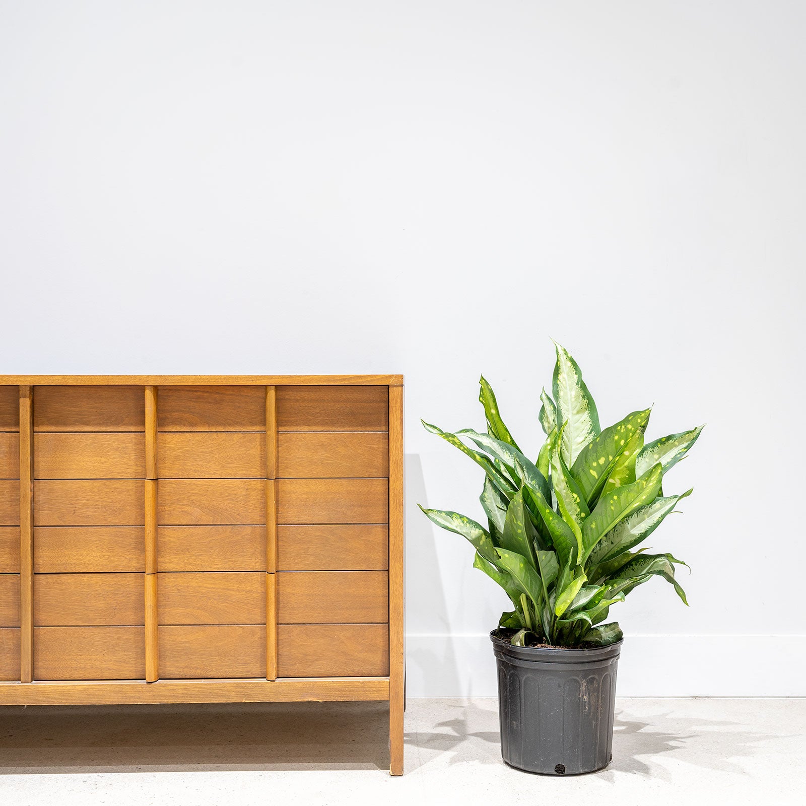 Dieffenbachia Panther | Air Purifying Easy Care Houseplants for Delivery | Care Guide and Pro Tips