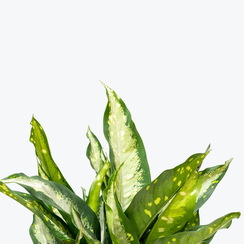 Dieffenbachia Panther | Air Purifying Easy Care Houseplants for Delivery | Care Guide and Pro Tips