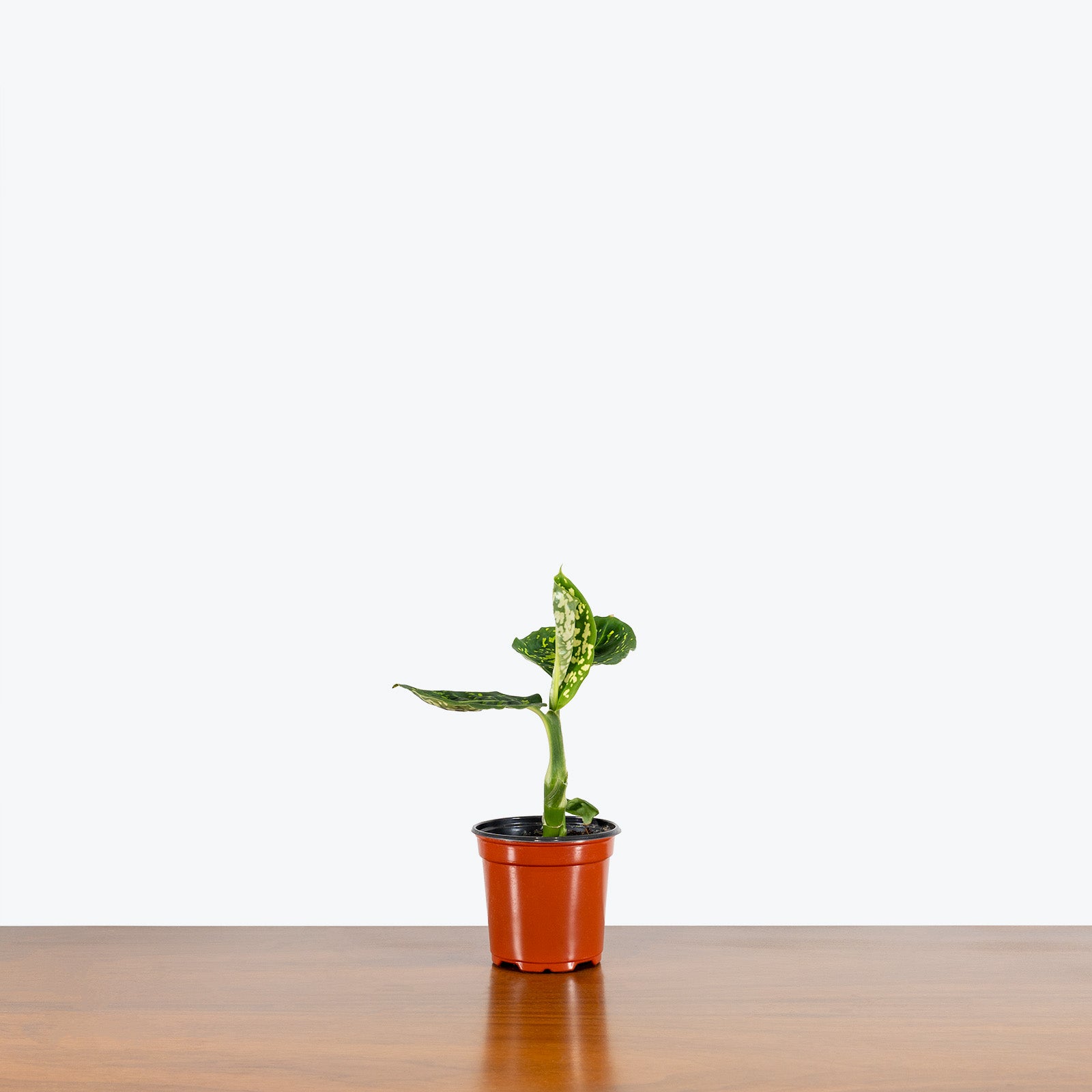 Dieffenbachia Reflector | Care Guide and Pro Tips - Delivery from Toronto across Canada - JOMO Studio