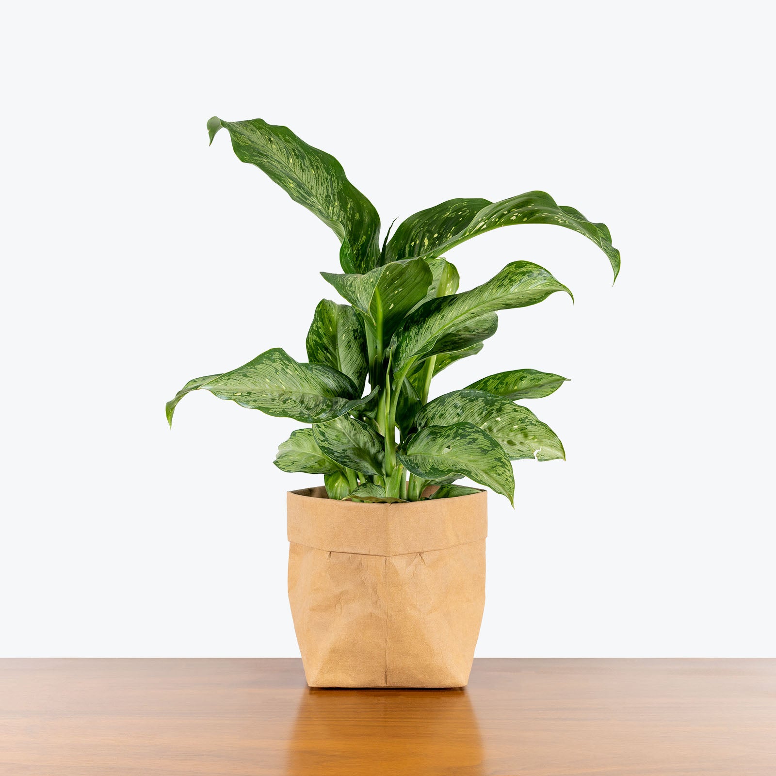 Dieffenbachia Snow - House Plants Delivery Toronto - JOMO Studio