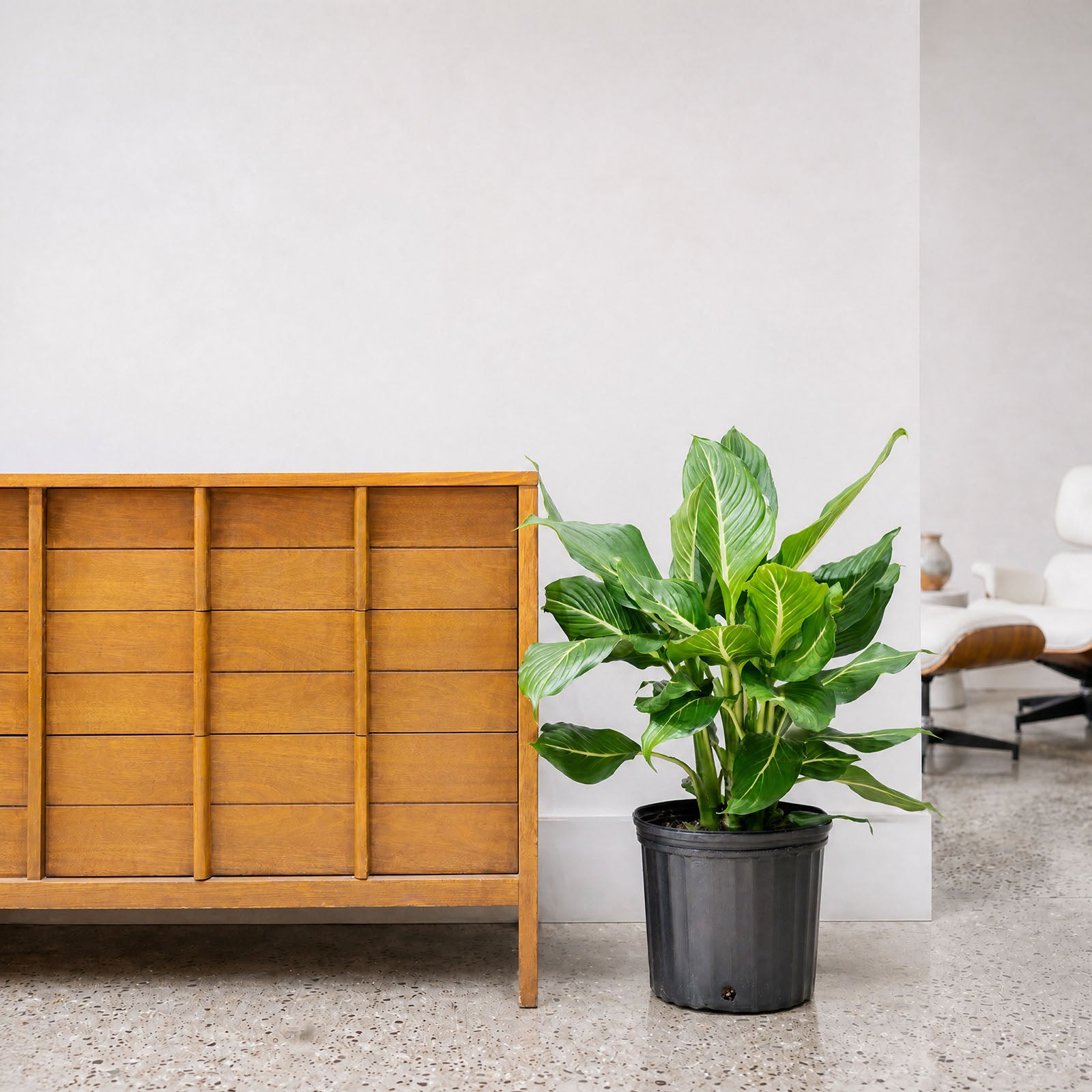 Dieffenbachia Sterling - House Plants Delivery Toronto - JOMO Studio