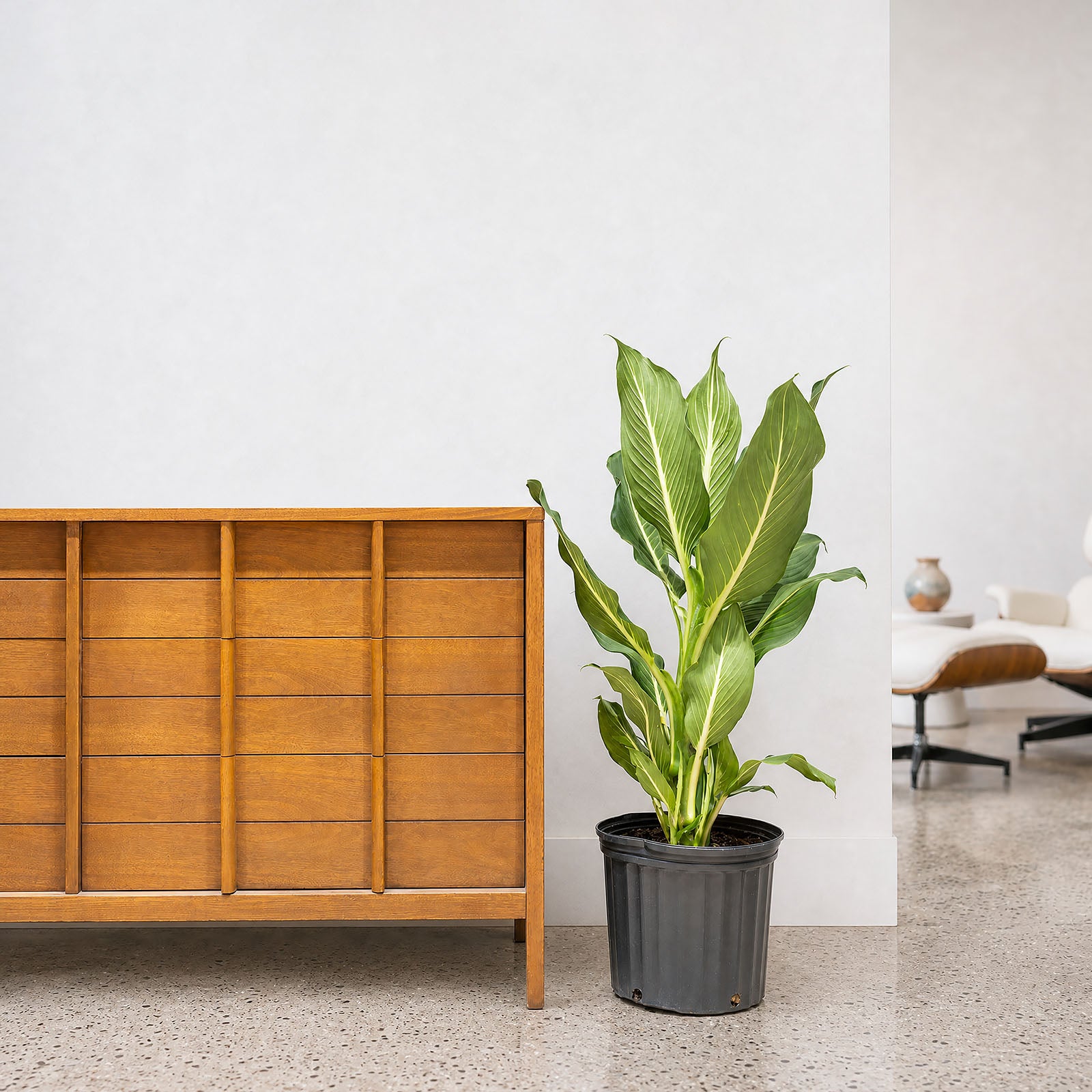Dieffenbachia Sterling - House Plants Delivery Toronto - JOMO Studio