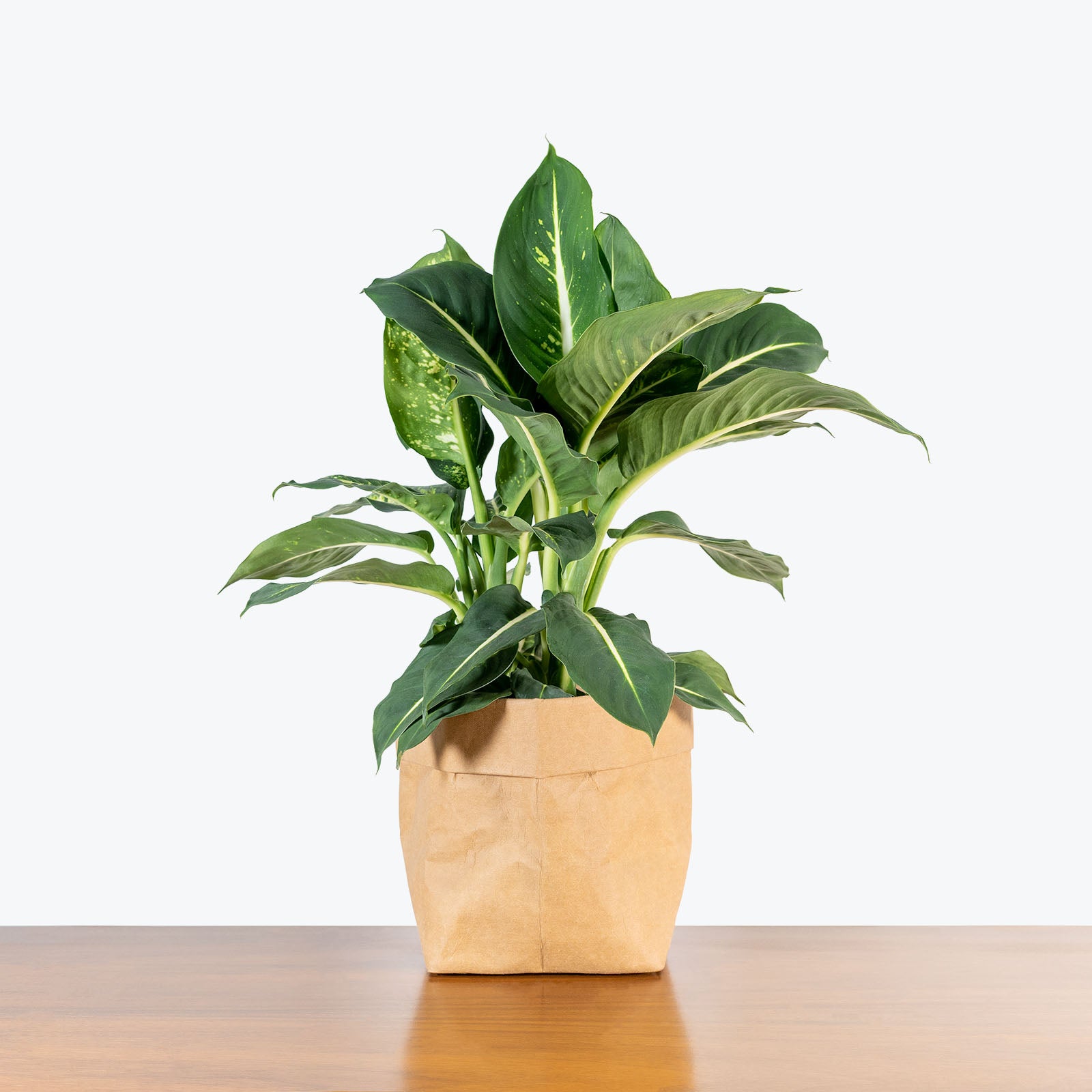 Dieffenbachia Sterling - House Plants Delivery Toronto - JOMO Studio