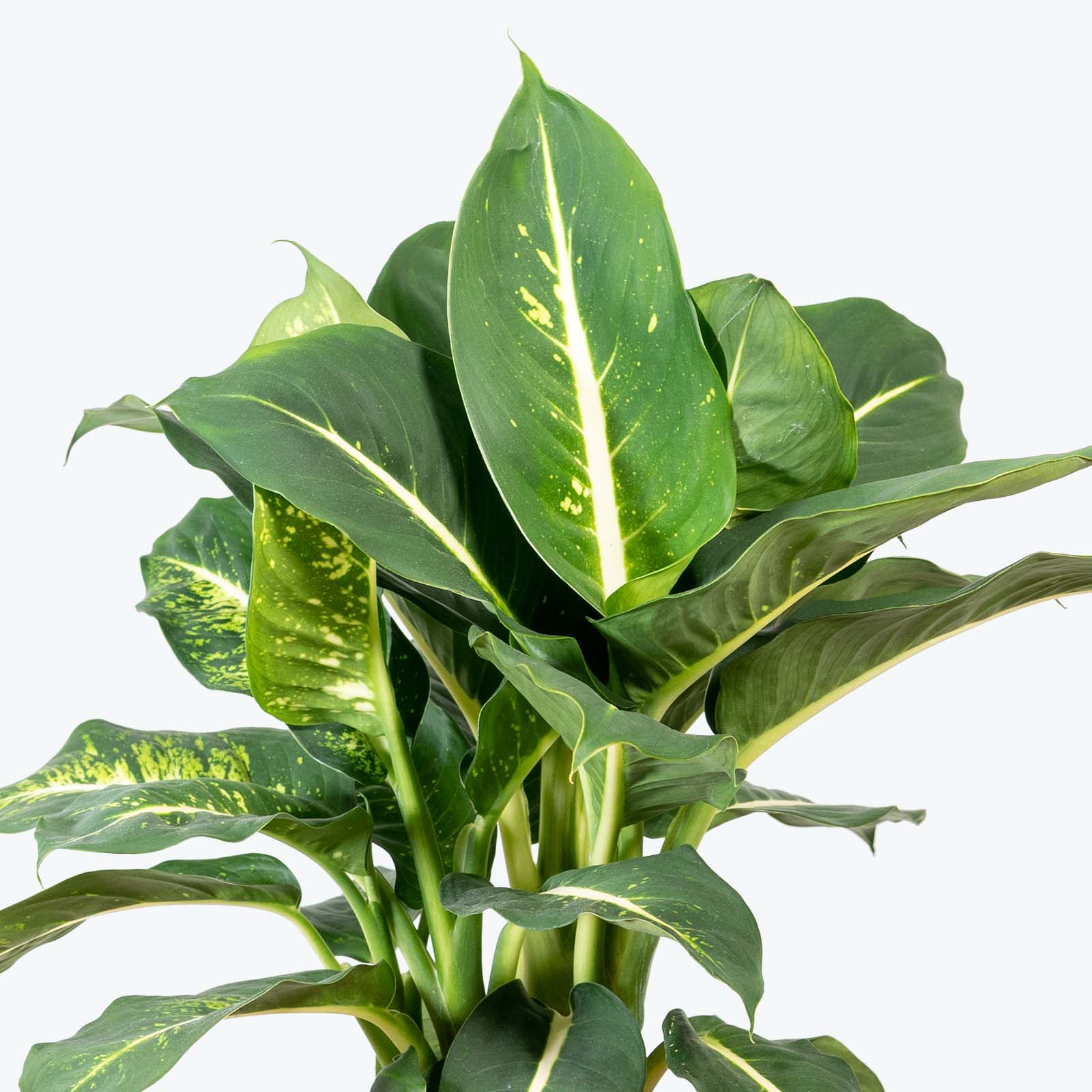 Dieffenbachia Sterling - House Plants Delivery Toronto - JOMO Studio