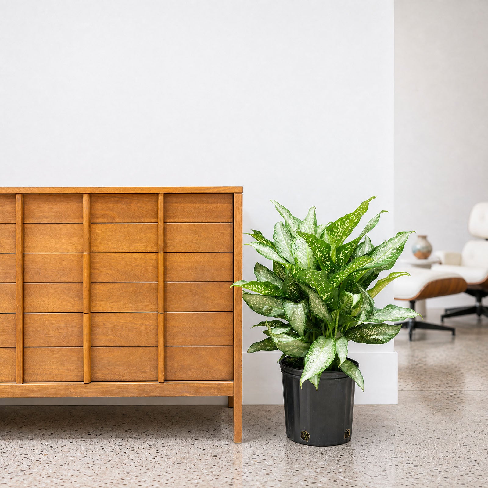 Dieffenbachia Tiki | Care Guide and Pro Tips - Delivery from Toronto across Canada - JOMO Studio