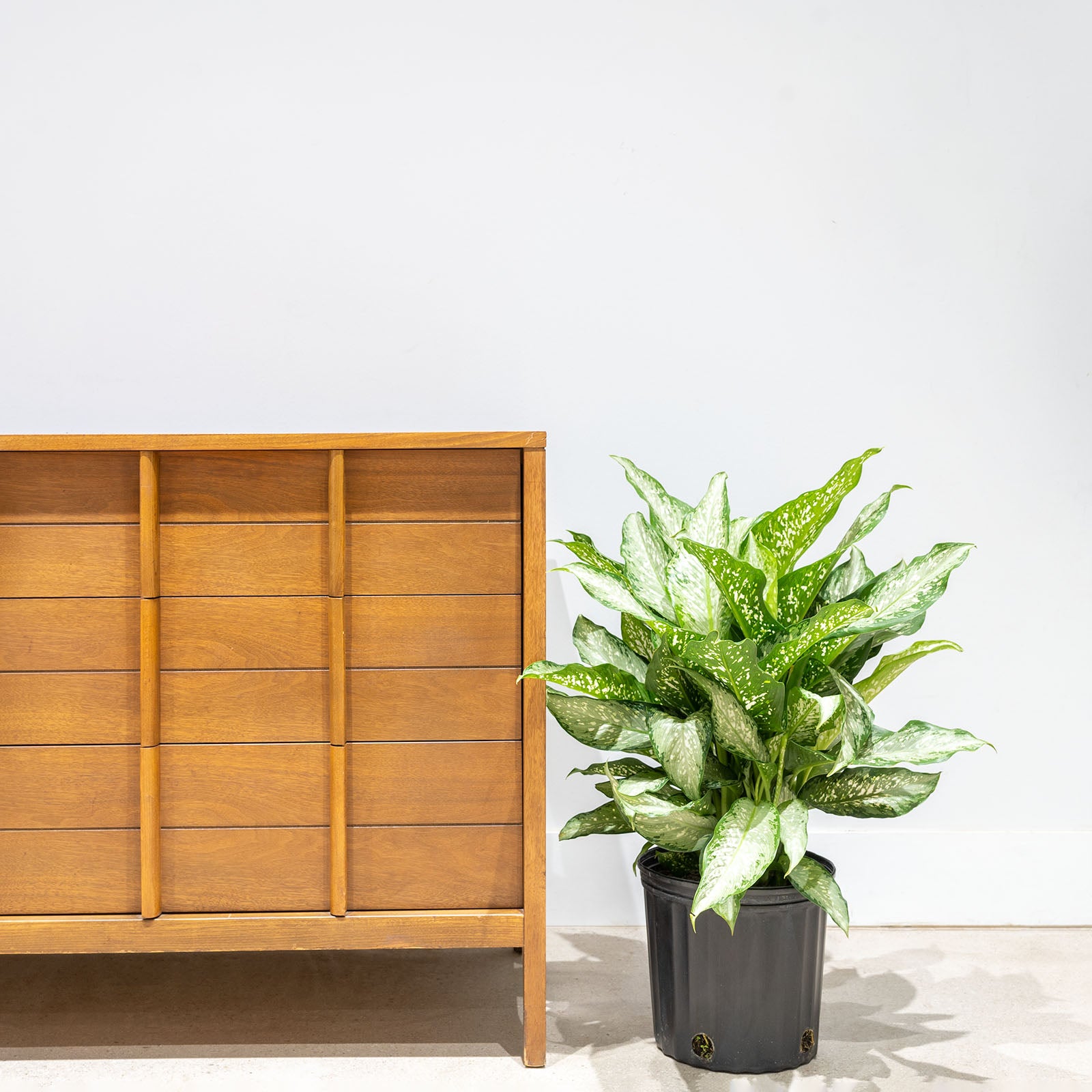 Dieffenbachia Tiki | Care Guide and Pro Tips - Delivery from Toronto across Canada - JOMO Studio