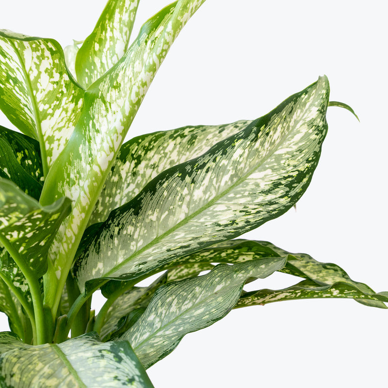 Dieffenbachia Tiki | Care Guide and Pro Tips - Delivery from Toronto across Canada - JOMO Studio
