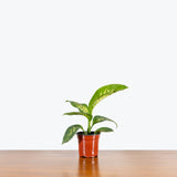 Dieffenbachia Tropic Snow — 4" Pot