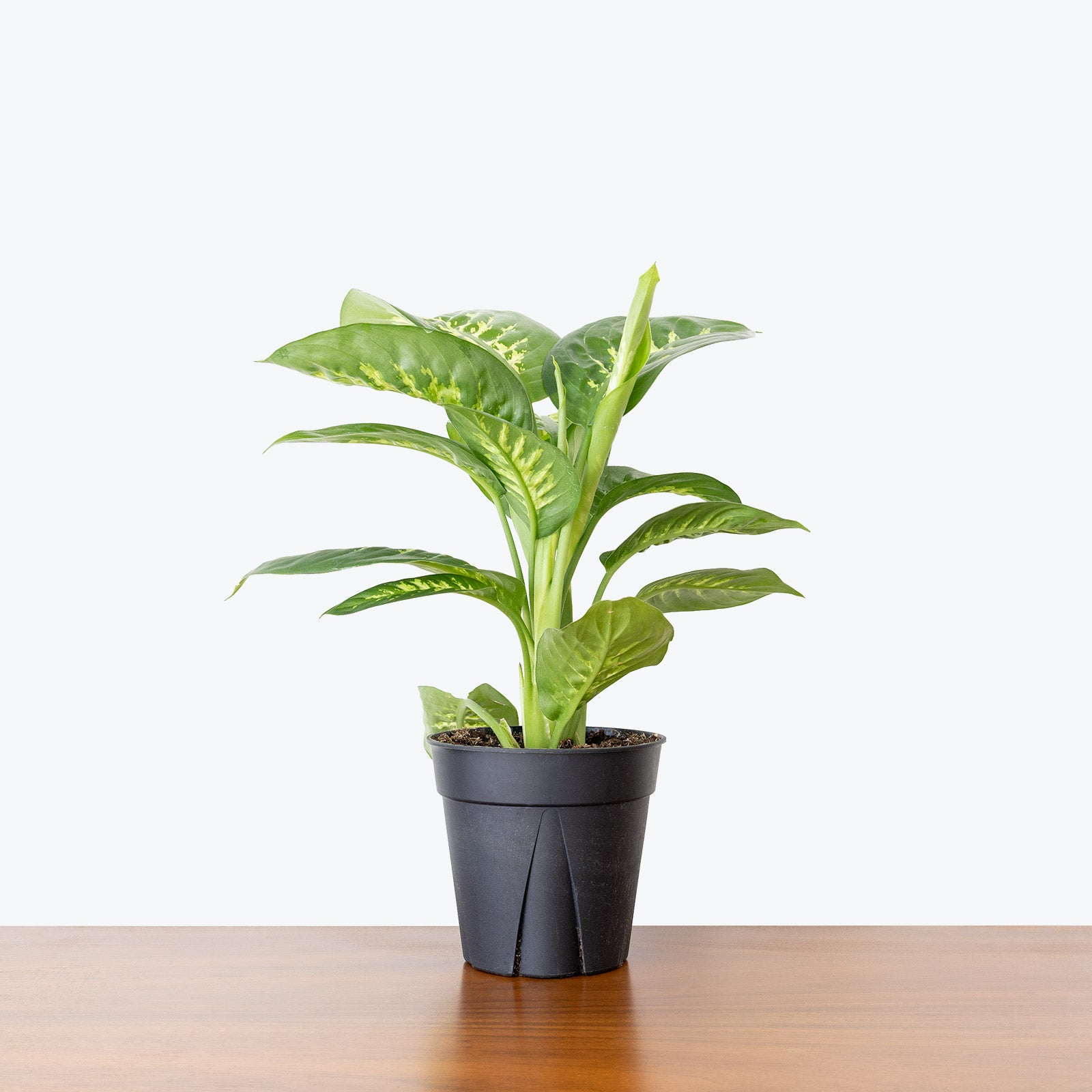 Dieffenbachia Tropic Snow - House Plants Delivery Toronto - JOMO Studio