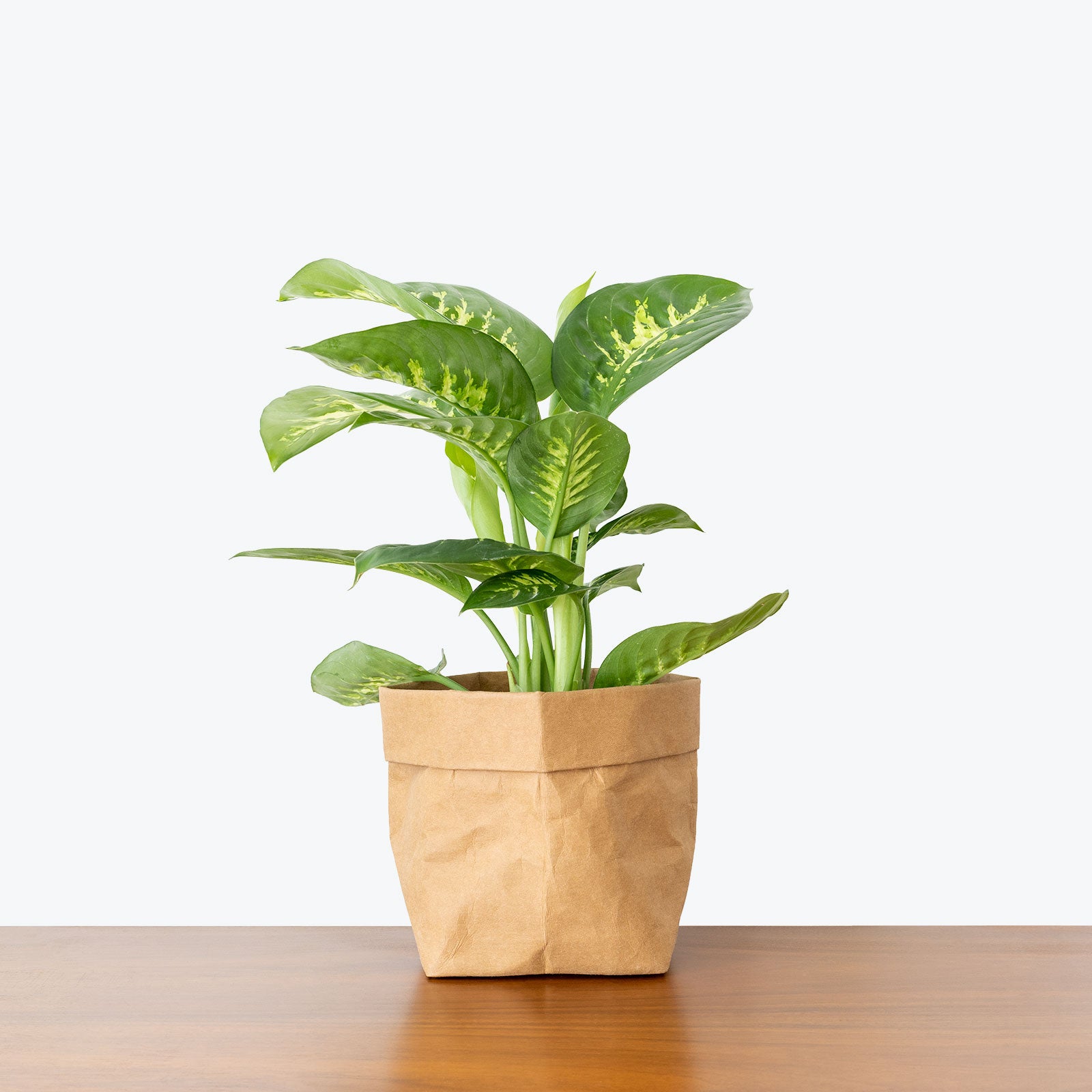 Dieffenbachia Tropic Snow - House Plants Delivery Toronto - JOMO Studio