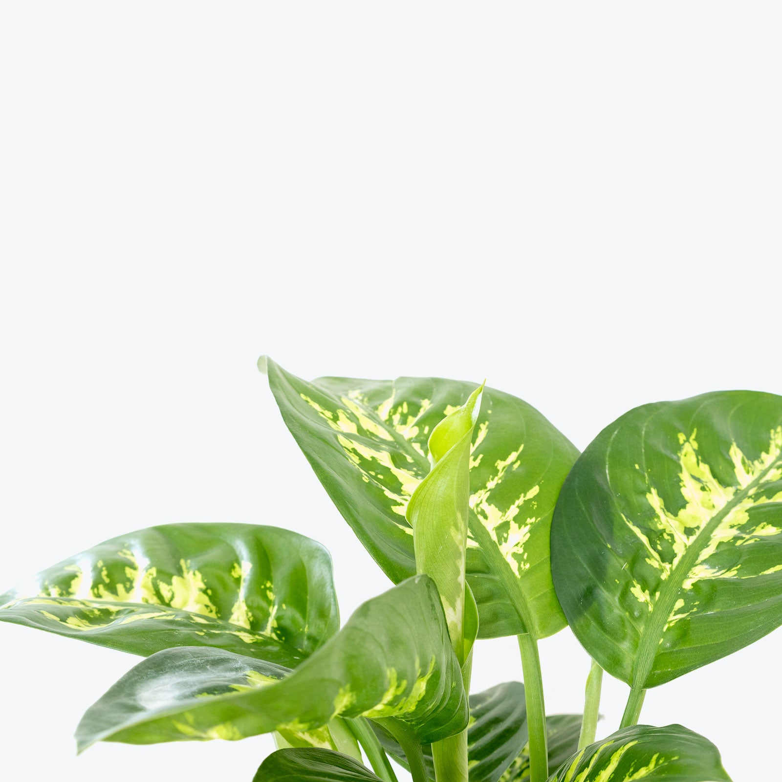 Dieffenbachia Tropic Snow - House Plants Delivery Toronto - JOMO Studio