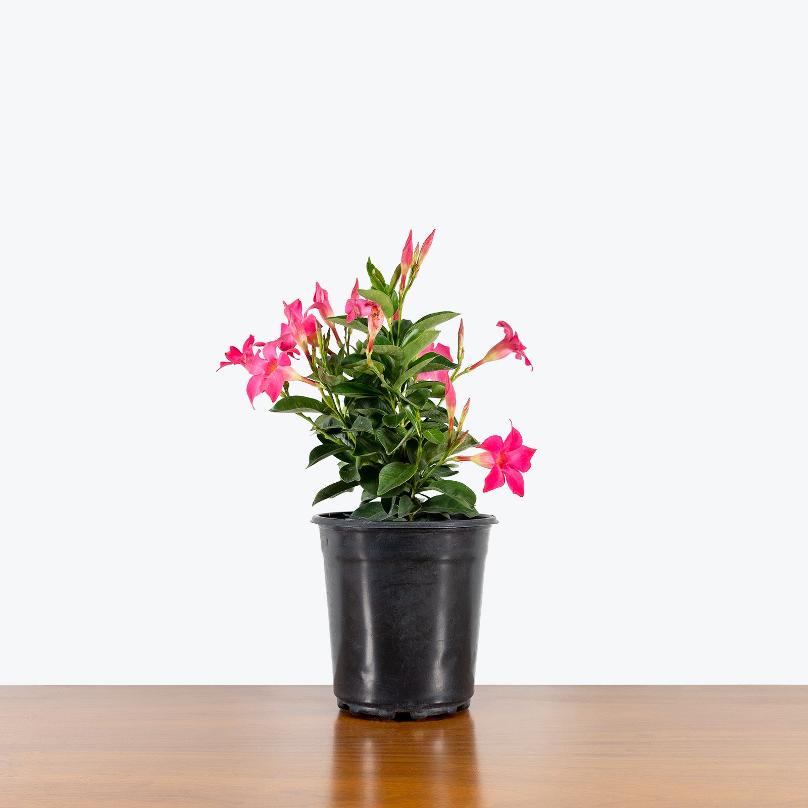 Dipladenia - Rocktrumpet - House Plants Delivery Toronto - JOMO Studio