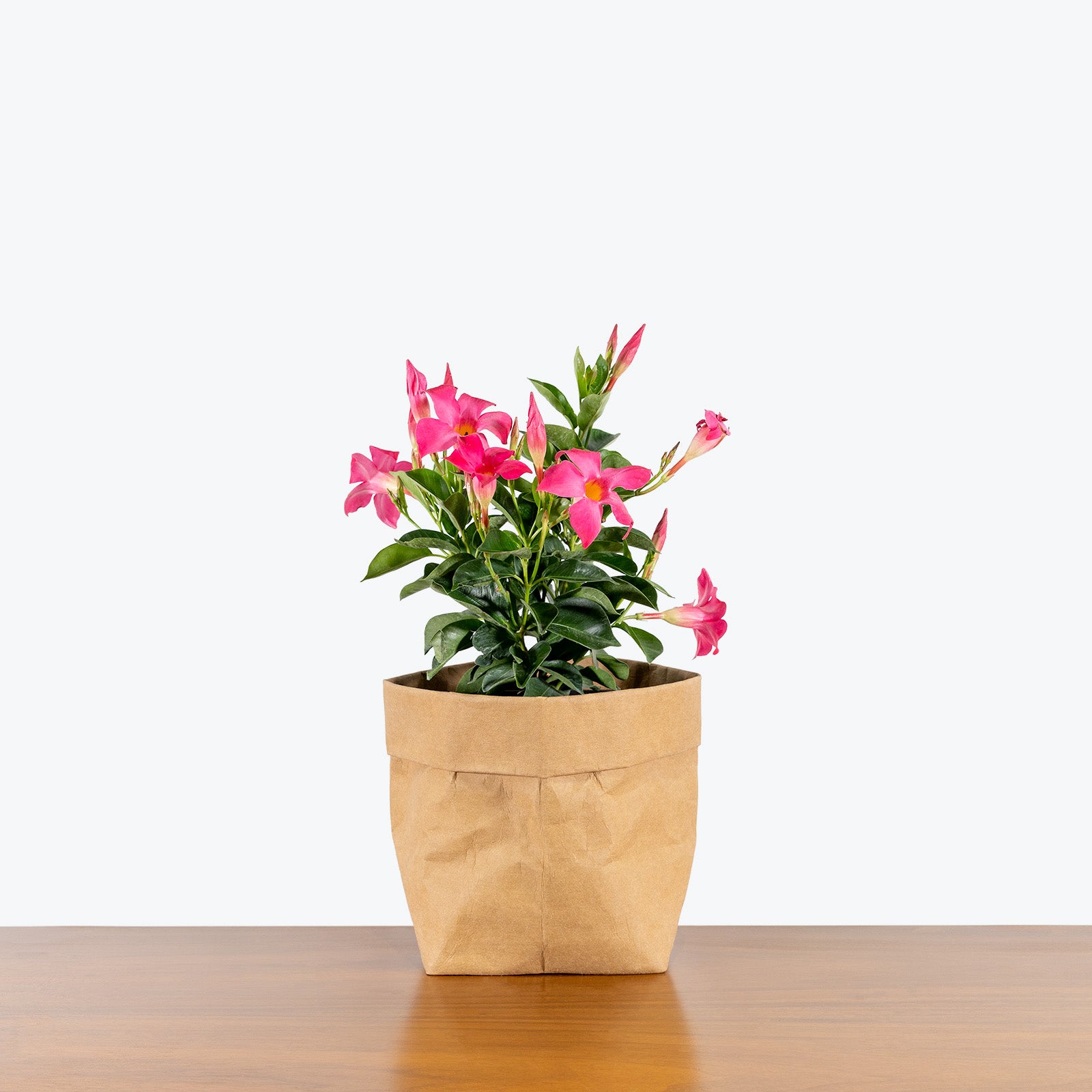 Dipladenia - Rocktrumpet - House Plants Delivery Toronto - JOMO Studio