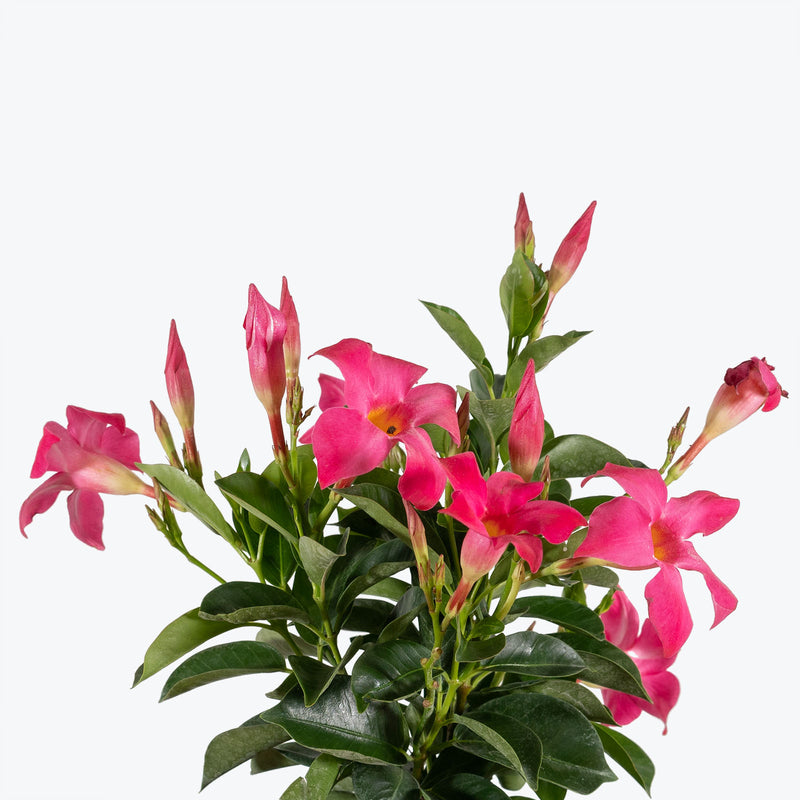 Dipladenia - Rocktrumpet - House Plants Delivery Toronto - JOMO Studio