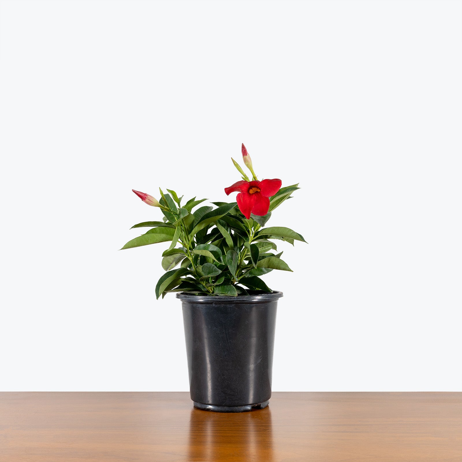 Dipladenia - Rocktrumpet - House Plants Delivery Toronto - JOMO Studio