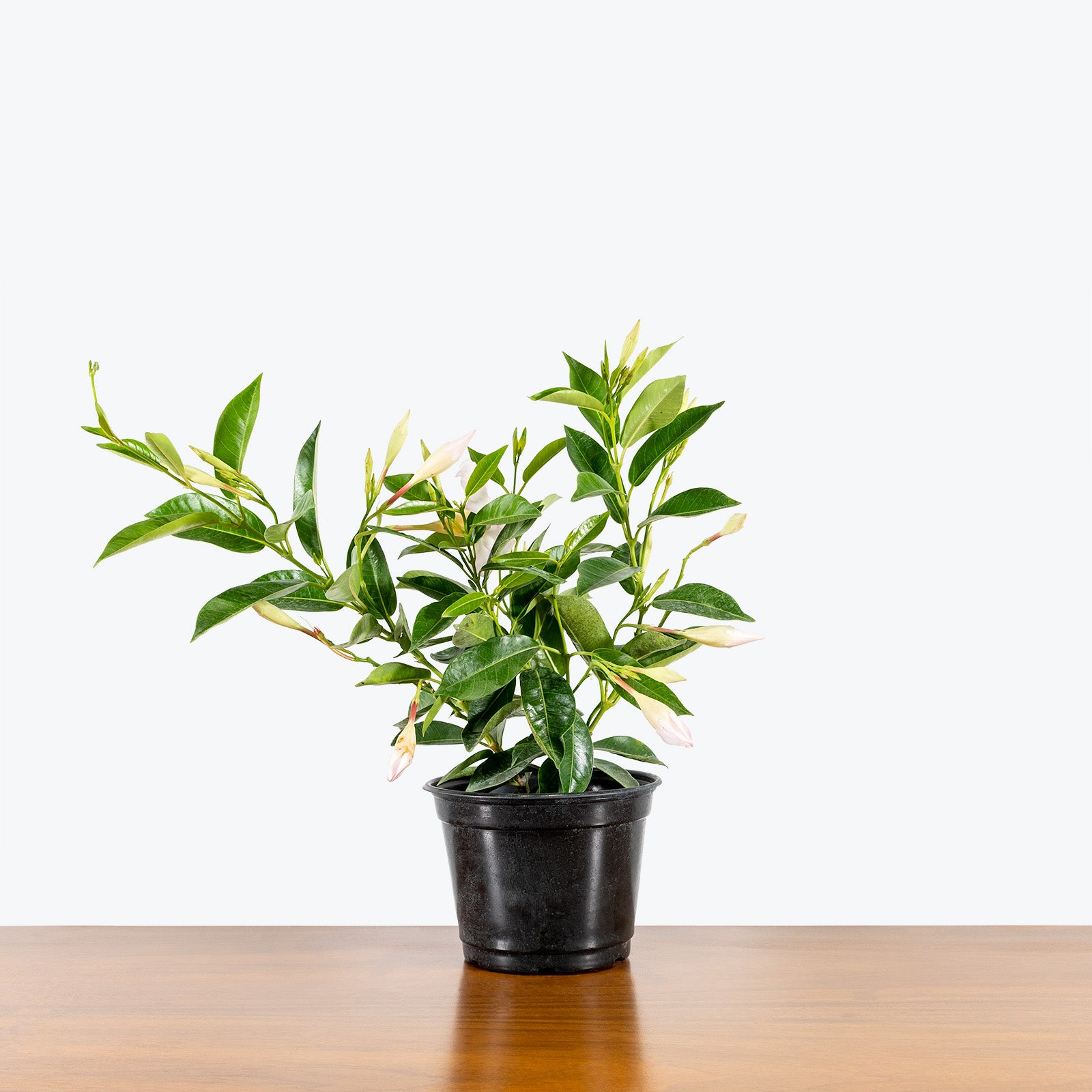 Dipladenia - Rocktrumpet - House Plants Delivery Toronto - JOMO Studio