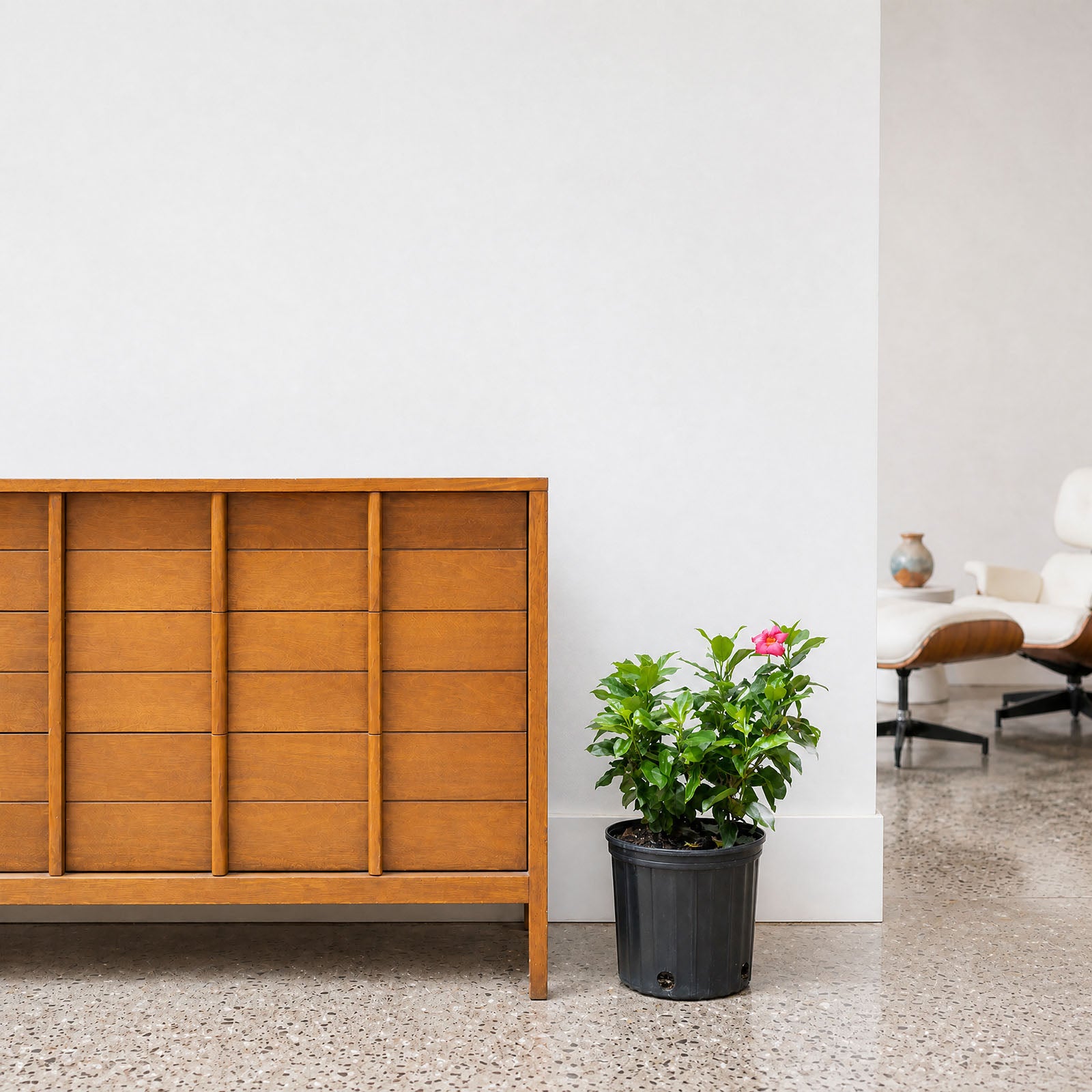 Dipladenia - Rocktrumpet - House Plants Delivery Toronto - JOMO Studio
