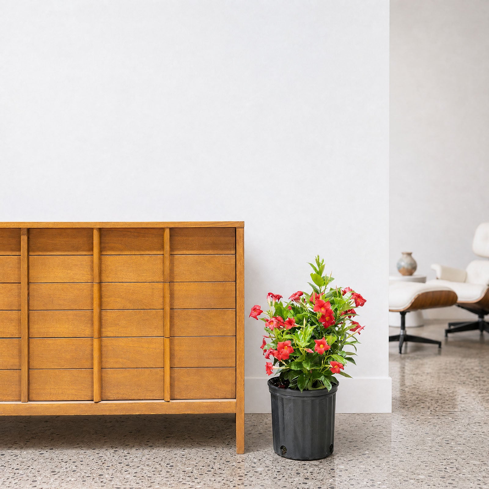 Dipladenia - Rocktrumpet - House Plants Delivery Toronto - JOMO Studio