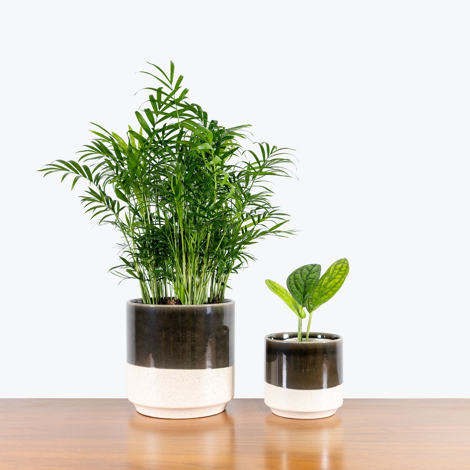 Dipped Circular Planter - House Plants Delivery Toronto - JOMO Studio