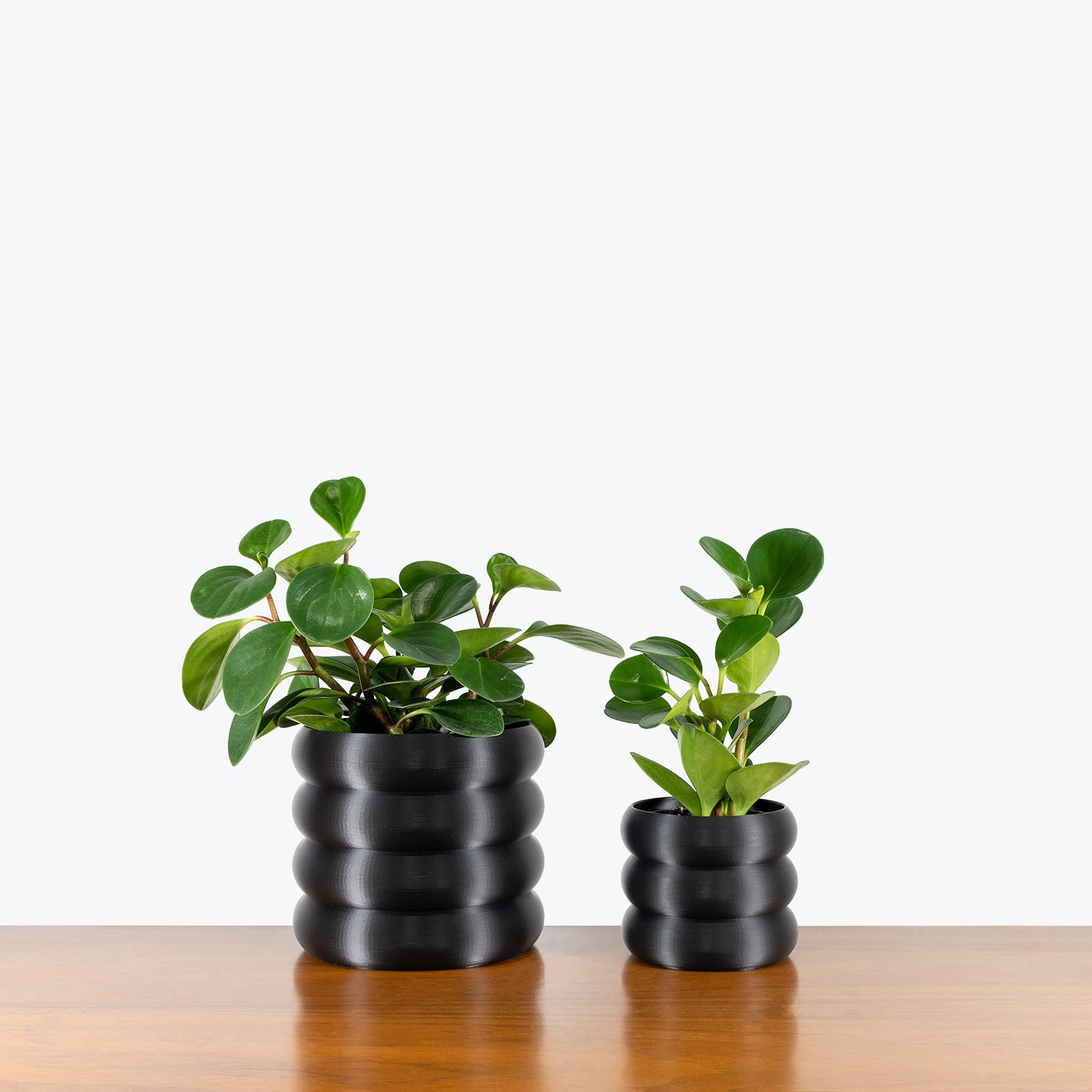 Black Donut Planter - 3D Printed Planter - Toronto's Online Plant Store - Delivering Across Canada - JOMO Studio #color_black
