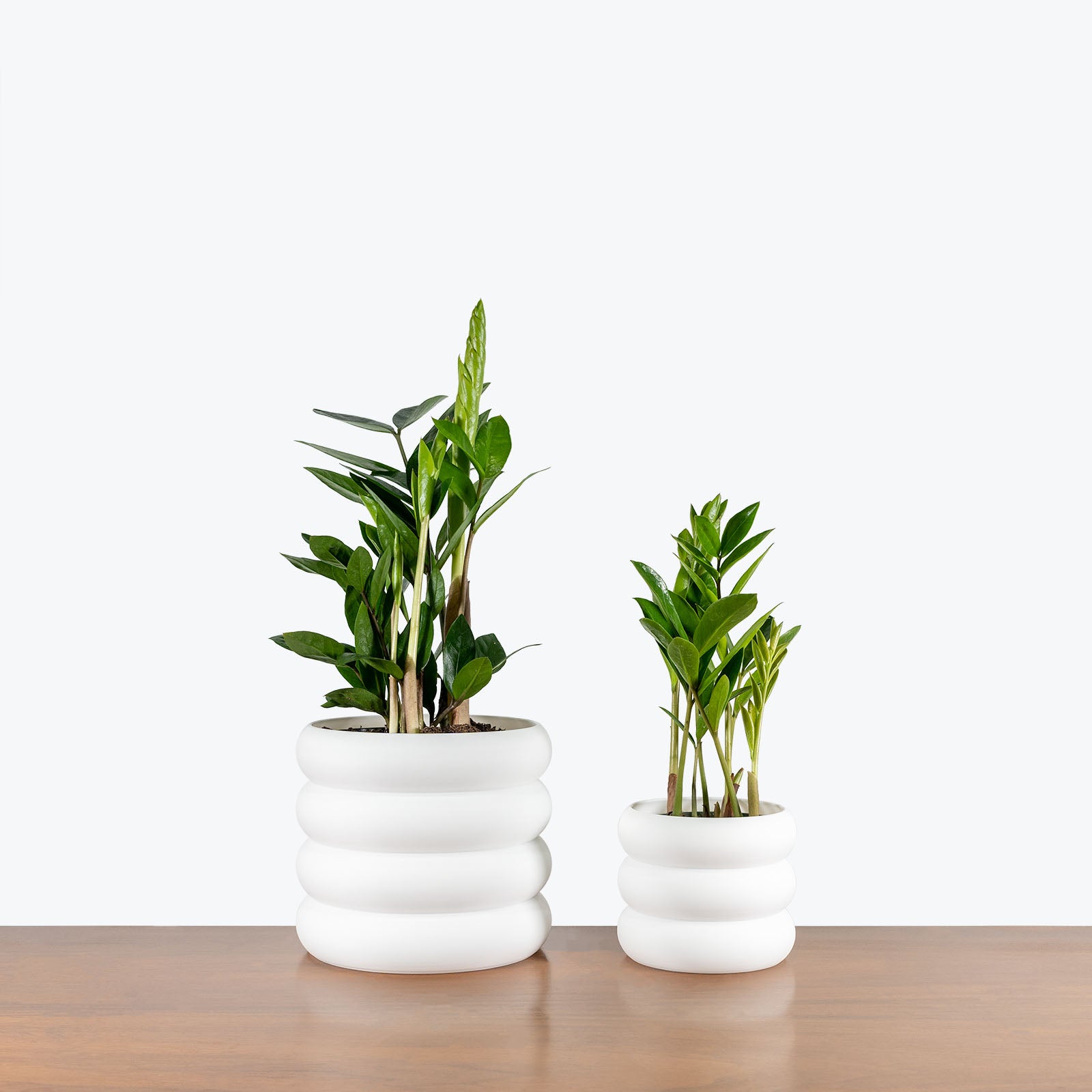 White Donut Planter - 3D Printed Planter - Toronto's Online Plant Store - Delivering Across Canada - JOMO Studio #color_white