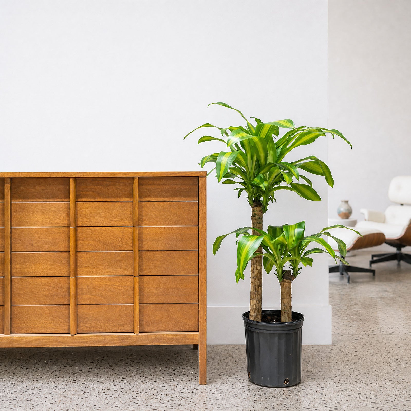 Dracaena Fragrans Massangeana | Mass Cane | Corn Plant | Care Guide and Pro Tips - Delivery from Toronto across Canada - JOMO Studio