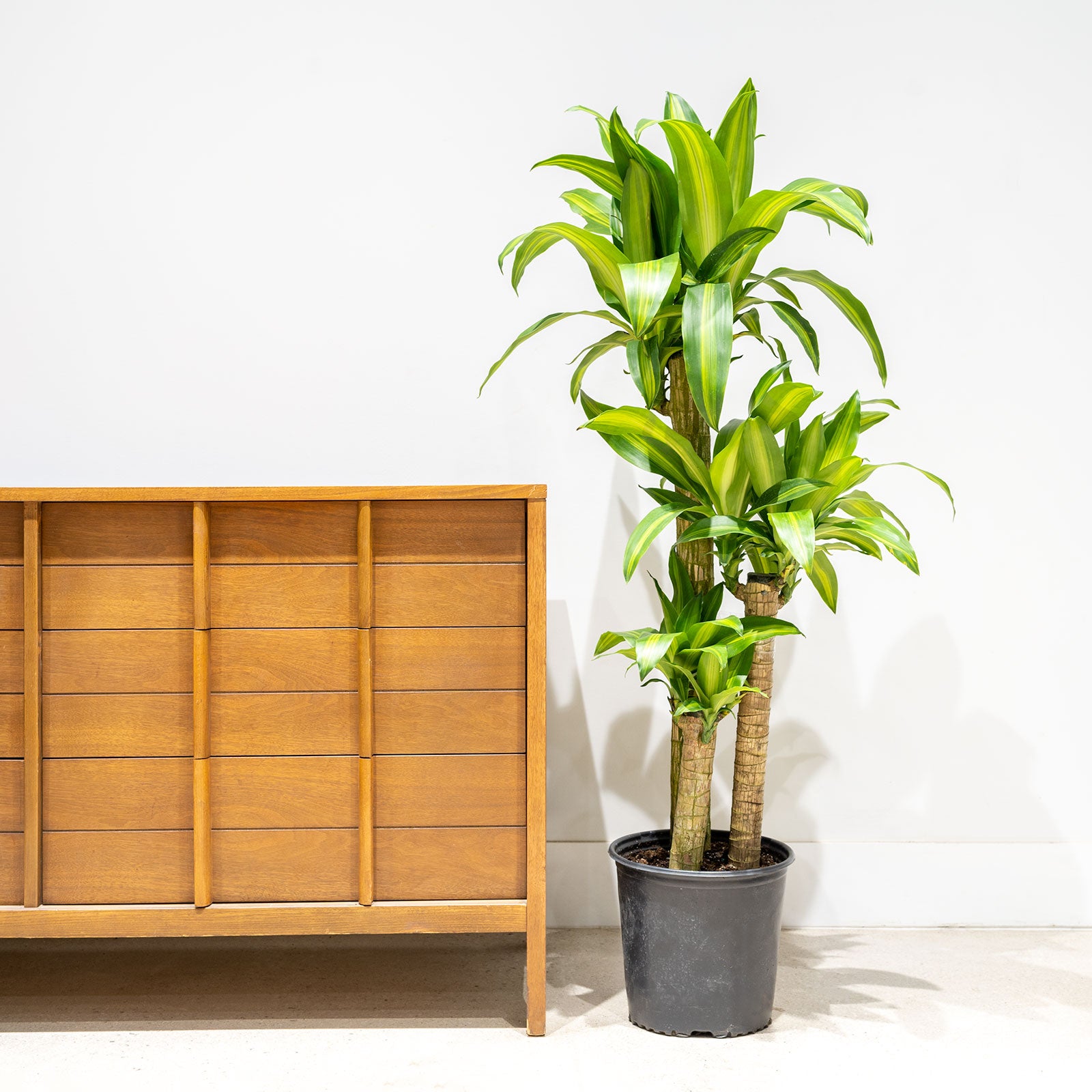 Dracaena Fragrans Massangeana | Mass Cane | Corn Plant | Care Guide and Pro Tips - Delivery from Toronto across Canada - JOMO Studio