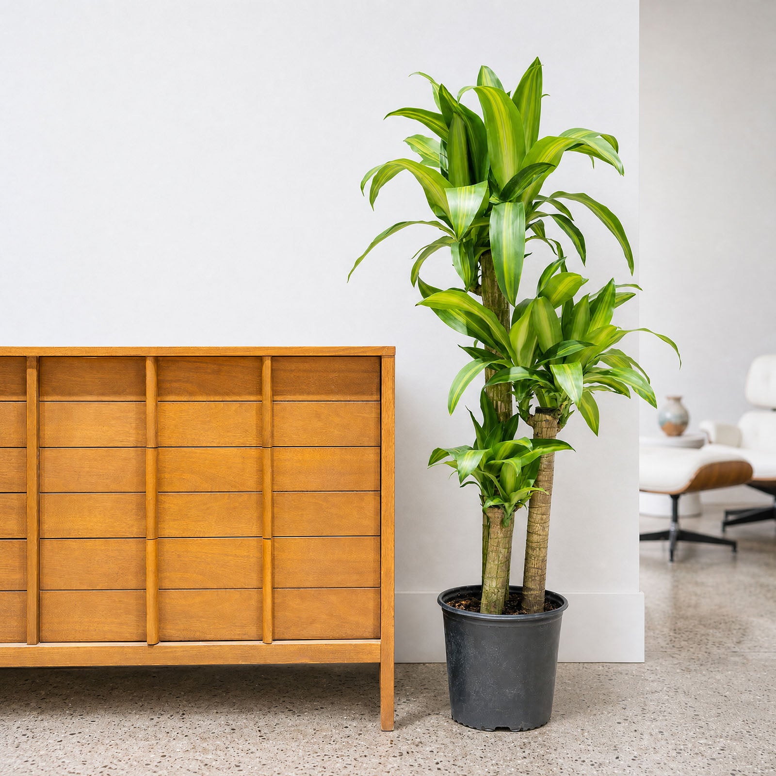Dracaena Fragrans Massangeana | Mass Cane | Corn Plant | Care Guide and Pro Tips - Delivery from Toronto across Canada - JOMO Studio