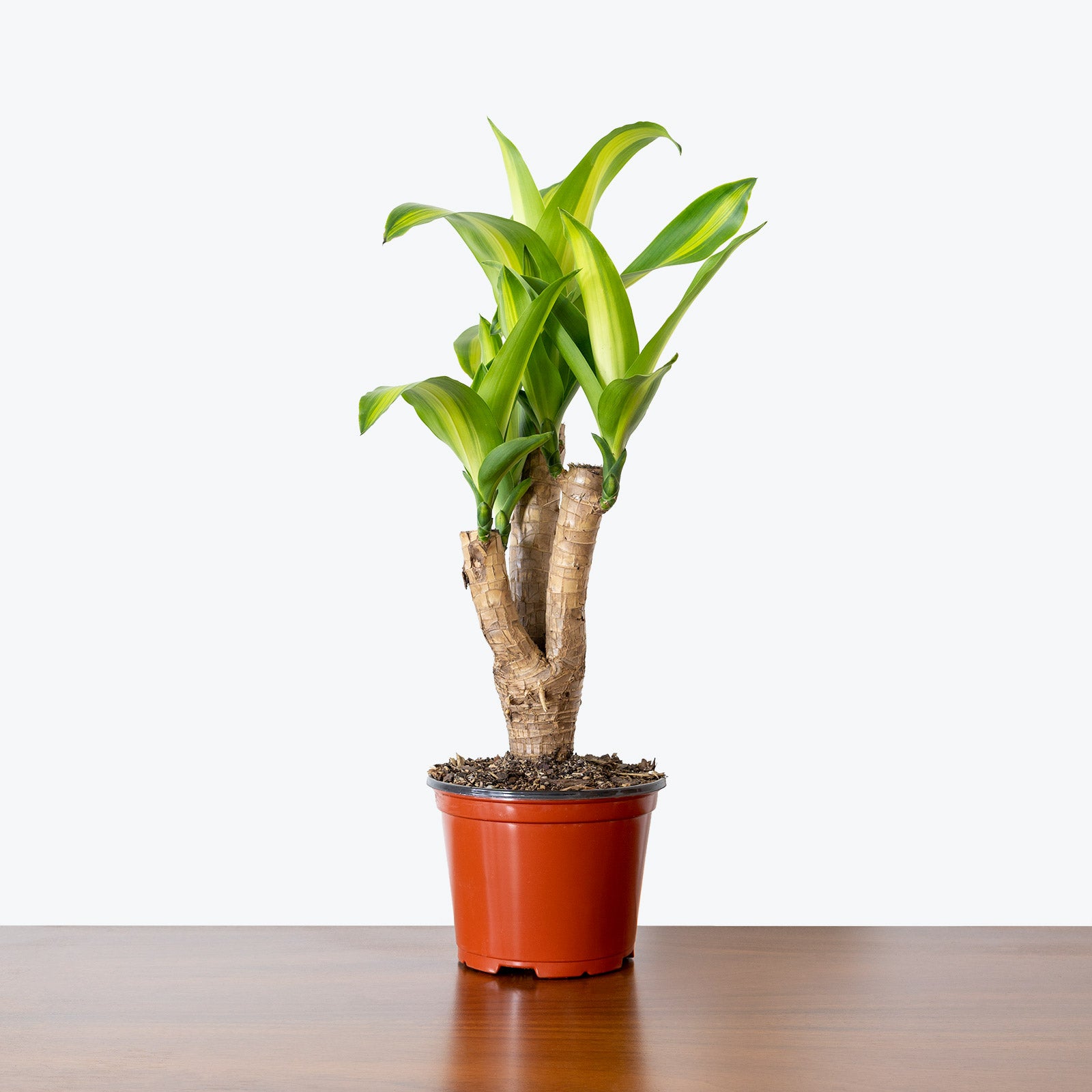 Dracaena Fragrans Massangeana | Mass Cane | Corn Plant | Care Guide and Pro Tips - Delivery from Toronto across Canada - JOMO Studio