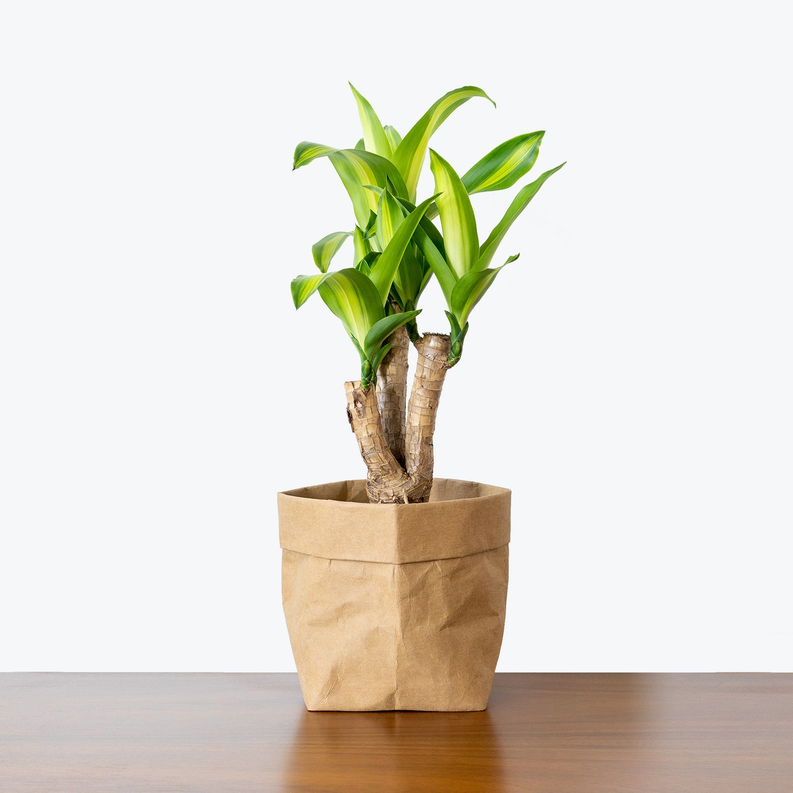 Dracaena Fragrans Massangeana | Mass Cane | Corn Plant | Care Guide and Pro Tips - Delivery from Toronto across Canada - JOMO Studio