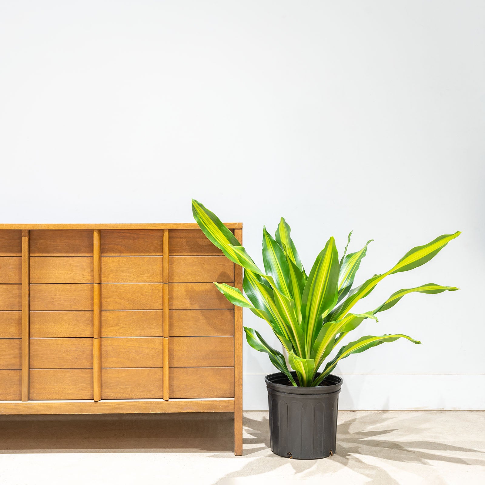 Dracaena Giganta - House Plants Delivery Toronto - JOMO Studio