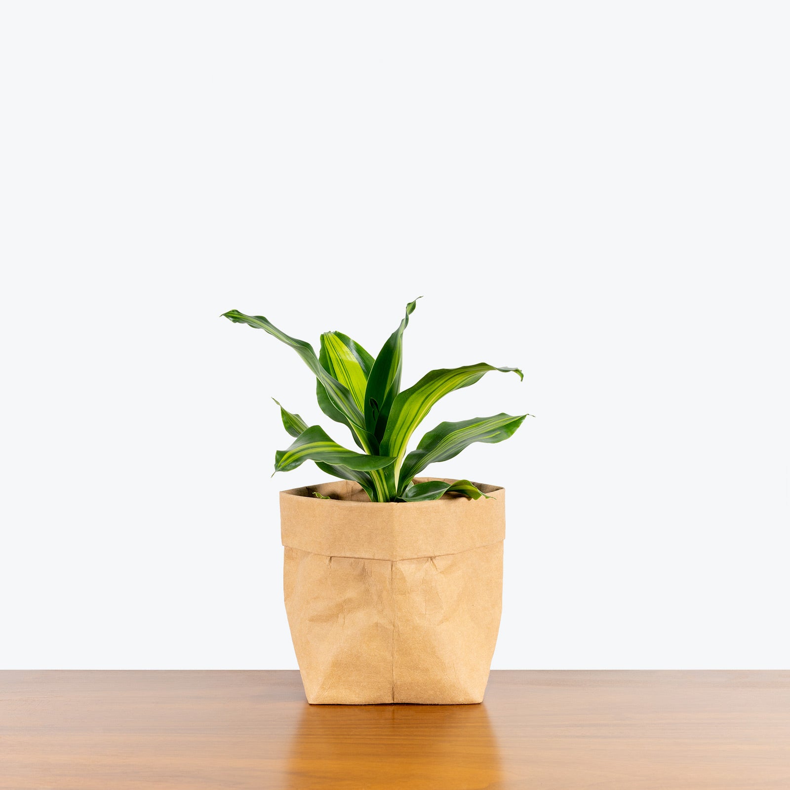 Dracaena Giganta - House Plants Delivery Toronto - JOMO Studio