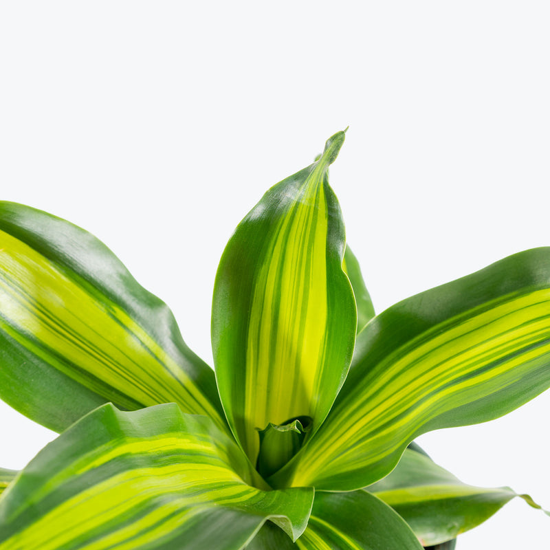 Dracaena Giganta - House Plants Delivery Toronto - JOMO Studio