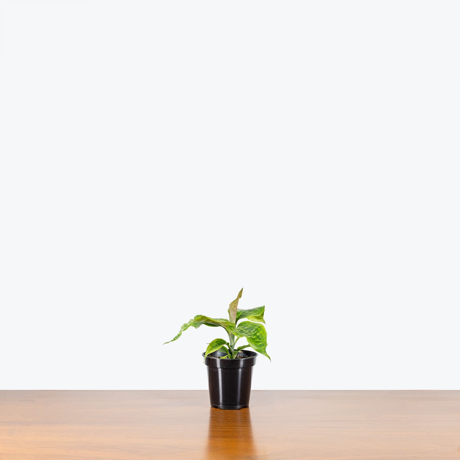 Dracaena Goldieana - House Plants Delivery Toronto - JOMO Studio