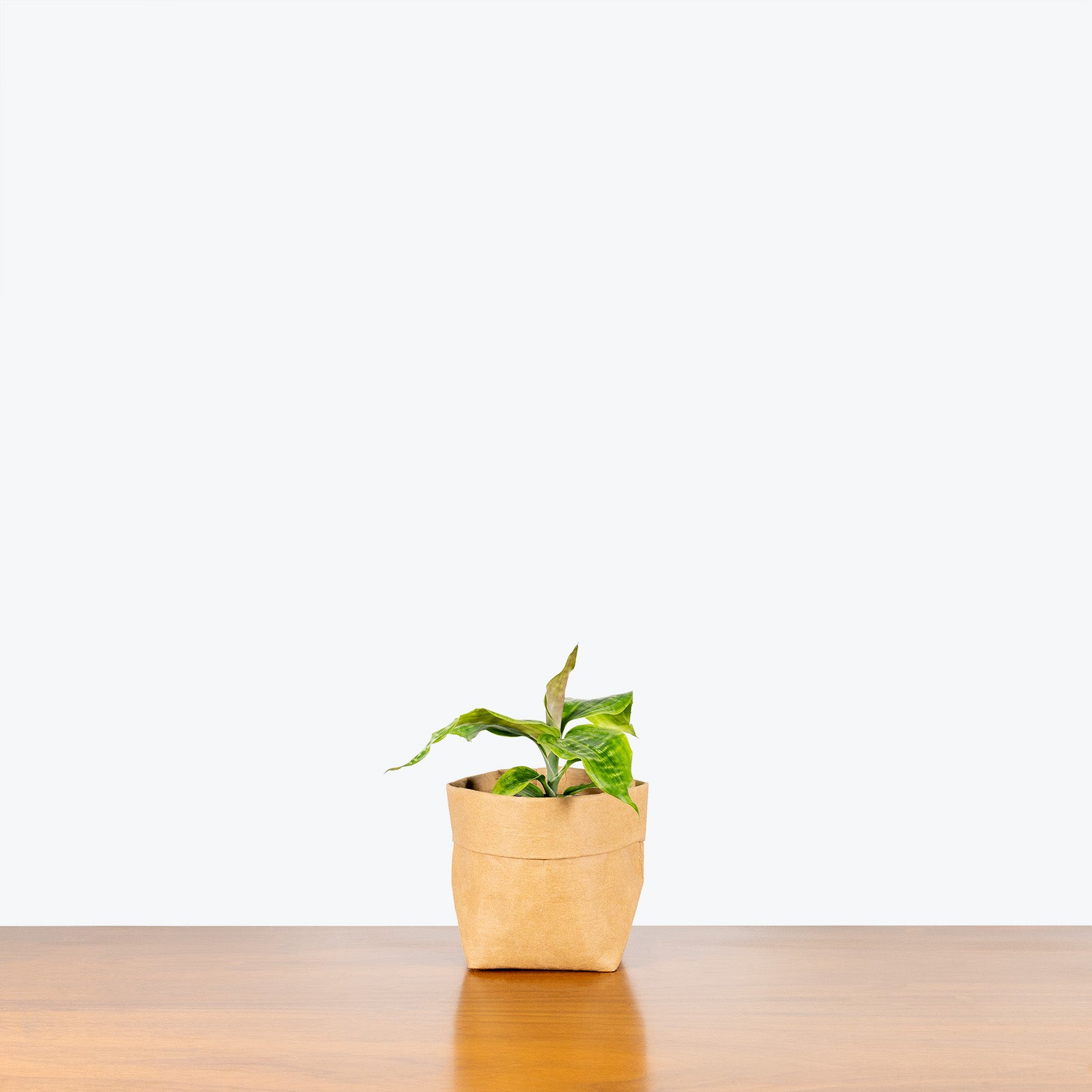 Dracaena Goldieana - House Plants Delivery Toronto - JOMO Studio